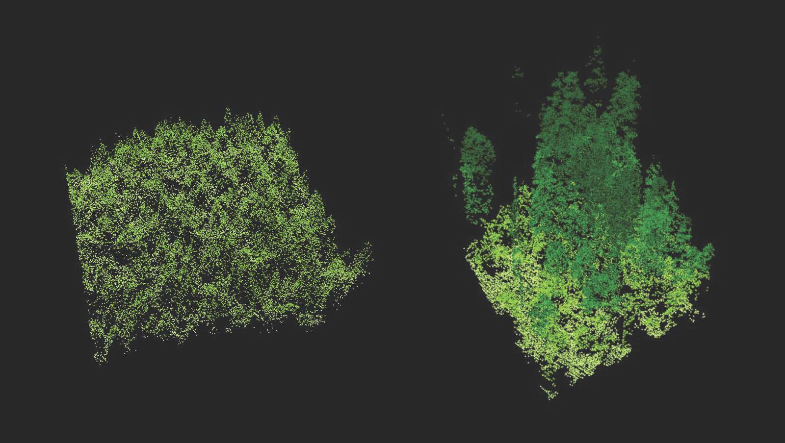 LiDAR cross-section comparing old-growth forest canopy structure with a young plantation